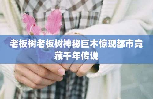 老板树老板树神秘巨木惊现都市竟藏千年传说