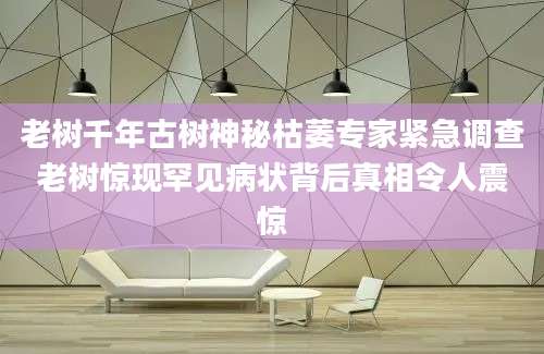 老树千年古树神秘枯萎专家紧急调查老树惊现罕见病状背后真相令人震惊